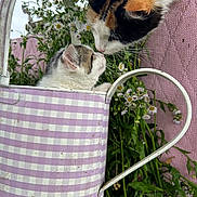 Mocha joined the competition — help win amazing prizes! cat, kitten, calico_cat, watering_can, gingham_pattern, daisies, flowers, grass, pink_background, garden, close_up, affectionate, nose_touch, whiskers, metal_handle, container, outdoor, portrait, playful, nature