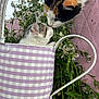 cat, kitten, calico_cat, watering_can, gingham_pattern, daisies, flowers, grass, pink_background, garden, close_up, affectionate, nose_touch, whiskers, metal_handle, container, outdoor, portrait, playful, nature