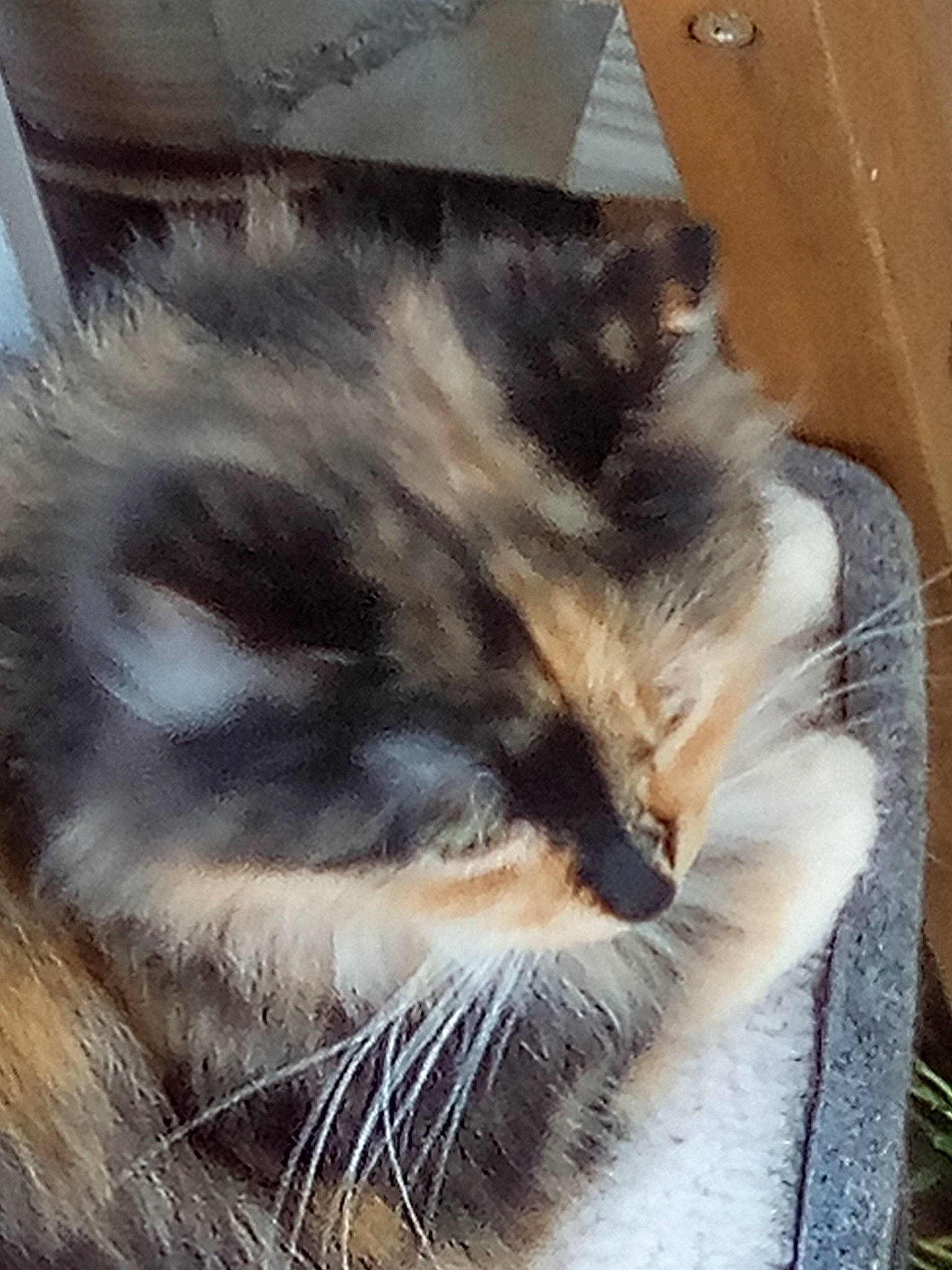 Puppet is registered to the contest to win money with this photo: carnivore, cat, claw, comfort, domestic_short_haired_cat, felidae, fur, nap, natural_material, paw, sleep, small_to_medium_sized_cats, snout, tail, terrestrial_animal, whiskers, wood