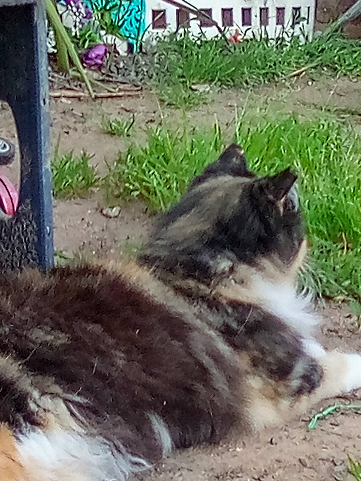 Puppet joined the competition — help win amazing prizes! carnivore, cat, dog_breed, domestic_short_haired_cat, felidae, fur, grass, paw, plant, sitting, small_to_medium_sized_cats, soil, tail, terrestrial_animal, whiskers