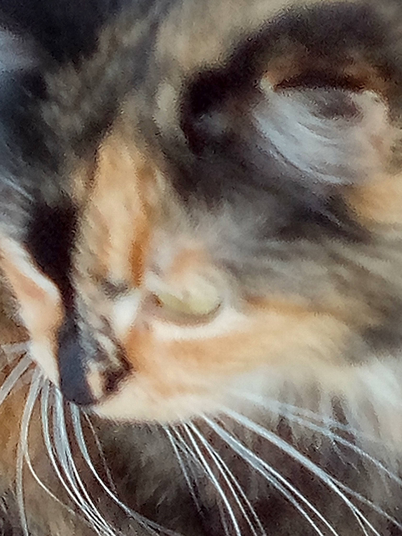 Puppet joined the competition — help win amazing prizes! carnivore, cat, close_up, domestic_short_haired_cat, eye, eyelash, fawn, felidae, fur, grass, head, nose, paw, small_to_medium_sized_cats, snout, tail, terrestrial_animal, whiskers, wildlife, wood