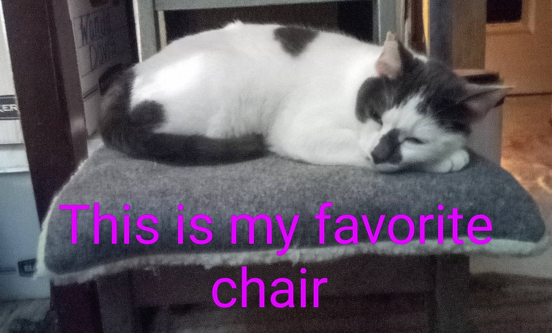 Dot joined the competition — help win amazing prizes! carnivore, cat, comfort, domestic_short_haired_cat, felidae, font, foot, fur, happy, nap, organism, paw, pet_supply, photo_caption, sitting, sleep, small_to_medium_sized_cats, snout, tail, whiskers