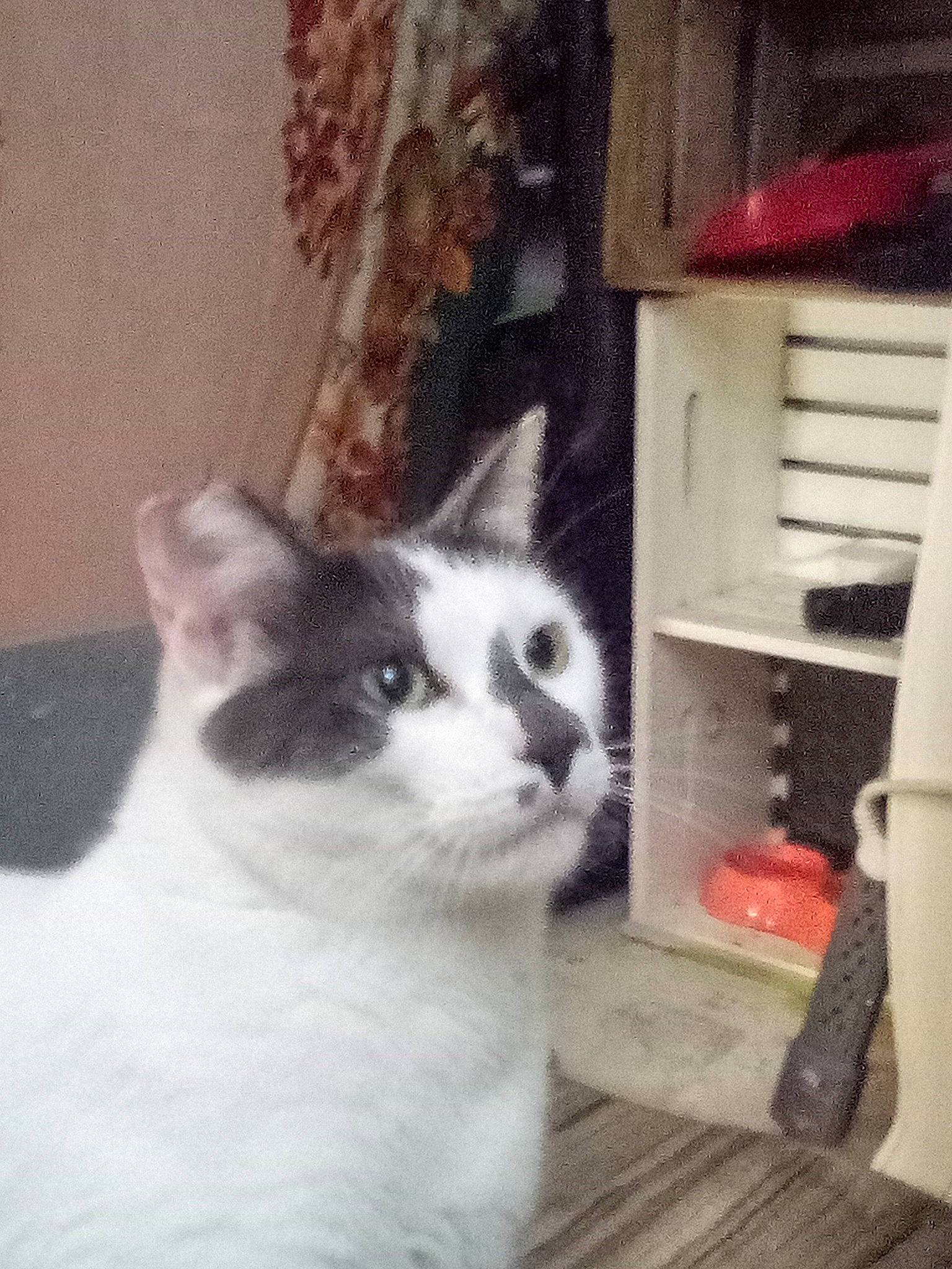 Dot is registered to the contest to win money with this photo: bookcase, carnivore, cat, domestic_short_haired_cat, door, felidae, fur, hardwood, shelf, shelving, small_to_medium_sized_cats, tail, whiskers, window, wood