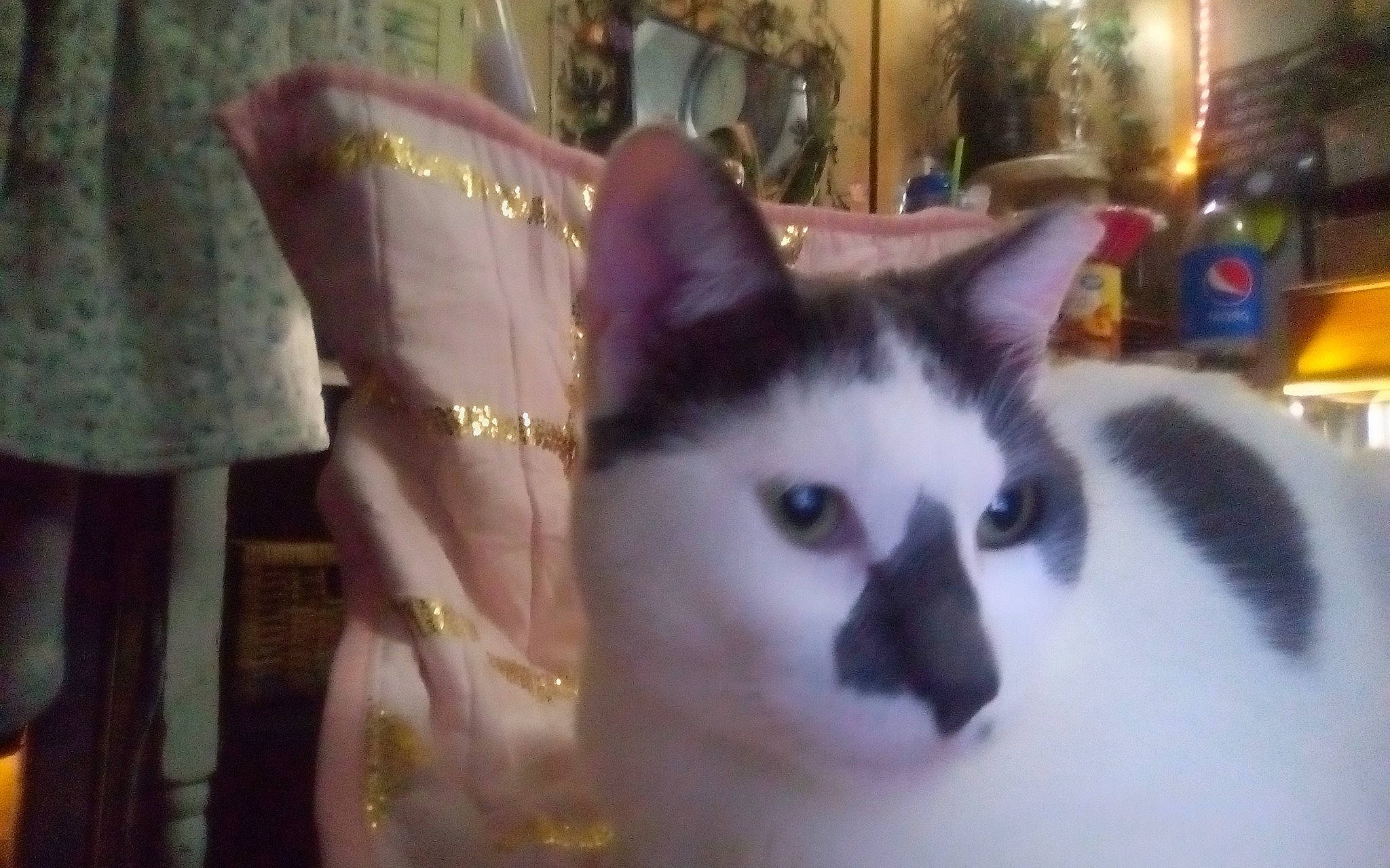 Dot joined the competition — help win amazing prizes! carnivore, cat, domestic_short_haired_cat, eye, felidae, fur, small_to_medium_sized_cats, snout, whiskers