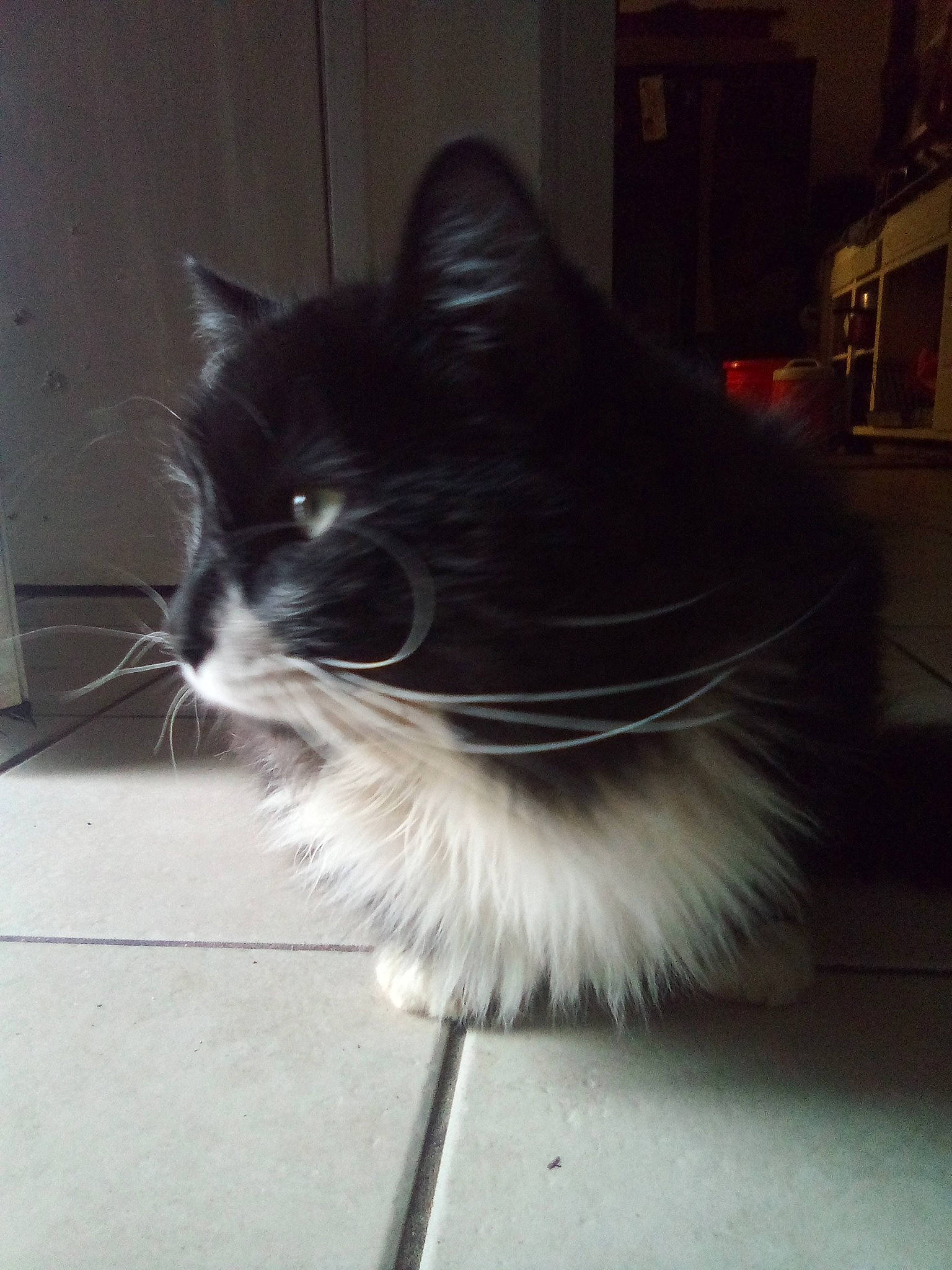 Blacky is registered to the contest to win money with this photo: black_cat, carnivore, cat, domestic_short_haired_cat, felidae, flooring, fur, grey, monochrome_photography, porch, road_surface, shadow, small_to_medium_sized_cats, snout, tail, terrestrial_animal, whiskers, window