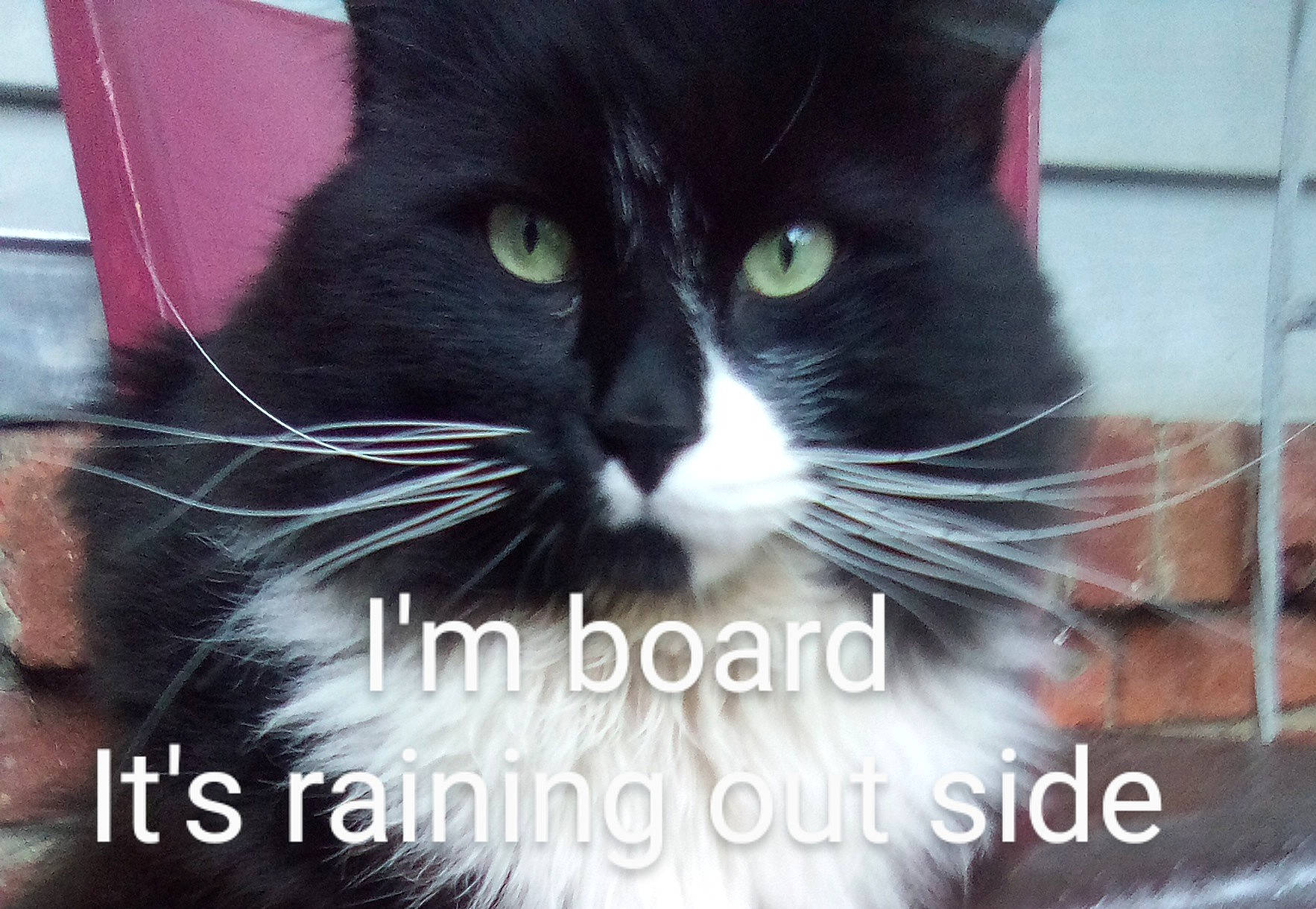 Blacky joined the competition — help win amazing prizes! carnivore, cat, domestic_short_haired_cat, event, felidae, font, formal_wear, fur, iris, organism, paw, photo_caption, small_to_medium_sized_cats, snapshot, snout, tail, terrestrial_animal, whiskers