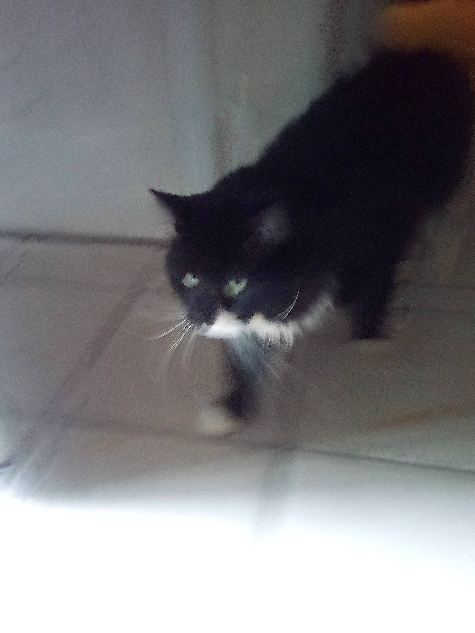 Blacky is registered to the contest to win money with this photo: black_cat, carnivore, cat, domestic_short_haired_cat, felidae, fur, monochrome, monochrome_photography, small_to_medium_sized_cats, snout, tail, tints_and_shades, whiskers, window