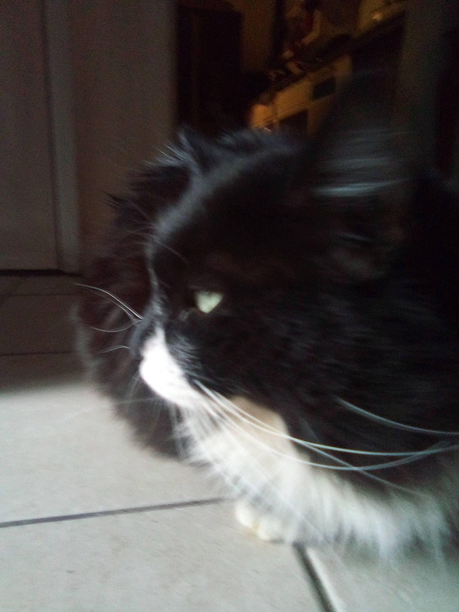 Blacky is registered to the contest to win money with this photo: carnivore, cat, domestic_short_haired_cat, felidae, flooring, fur, monochrome_photography, paw, shadow, small_to_medium_sized_cats, snout, tail, terrestrial_animal, whiskers, window, wood