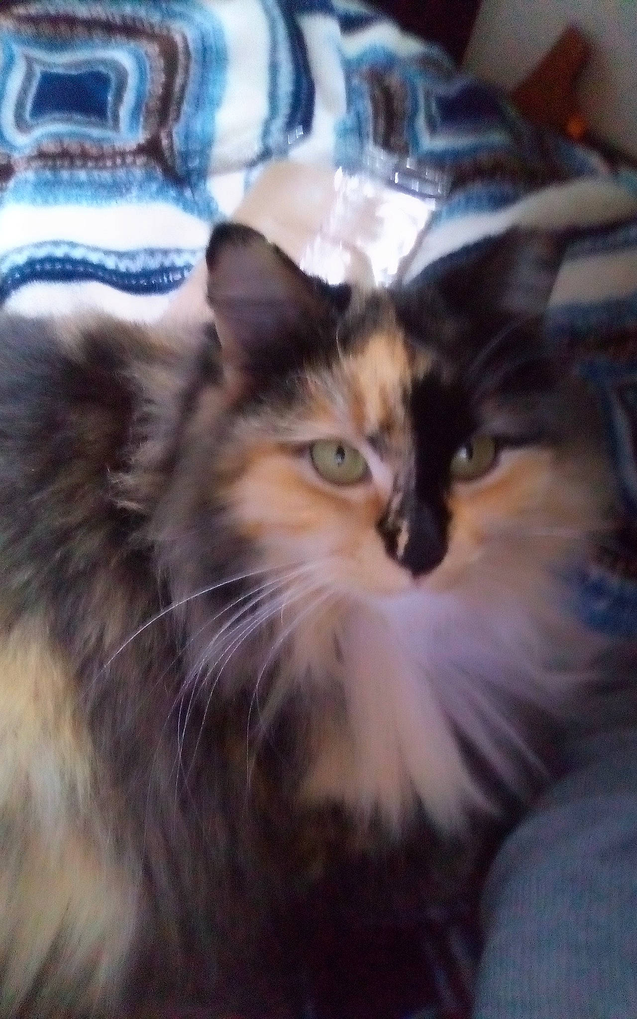 Puppet joined the competition — help win amazing prizes! box, carnivore, cat, comfort, fawn, felidae, fur, maine_coon, pattern, plaid, ragdoll, small_to_medium_sized_cats, snout, tartan, terrestrial_animal, whiskers