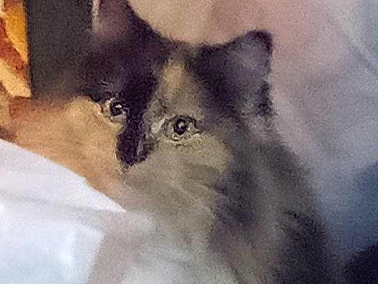 Puppet joined the competition — help win amazing prizes! art, art_paint, carnivore, cat, domestic_short_haired_cat, door, drawing, felidae, fur, illustration, paint, painting, small_to_medium_sized_cats, snout, visual_arts, watercolor_paint, whiskers, window