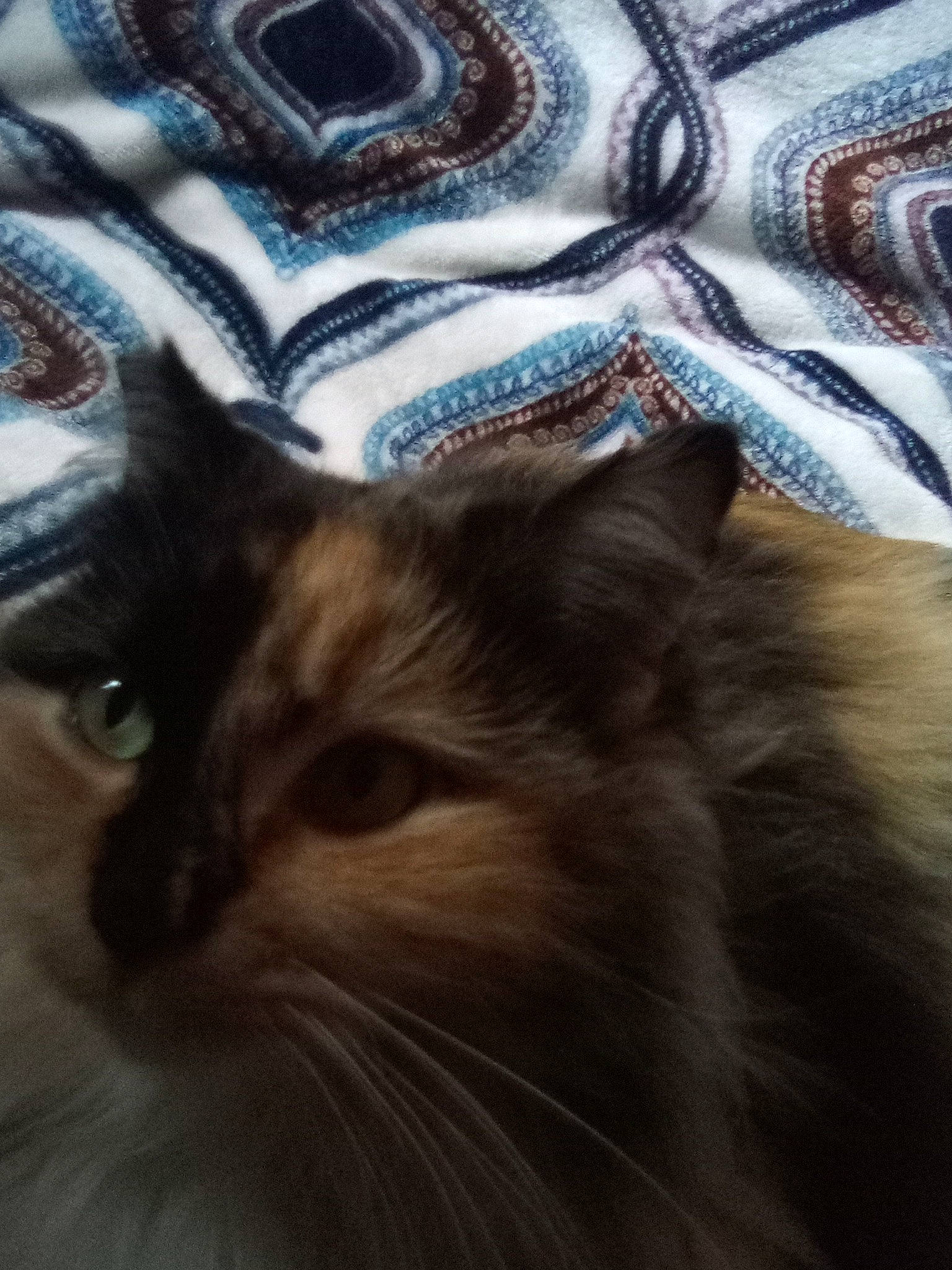 Puppet joined the competition — help win amazing prizes! carnivore, cat, close_up, comfort, domestic_short_haired_cat, electric_blue, fawn, felidae, fur, linens, pattern, paw, plant, sleeve, small_to_medium_sized_cats, snout, tail, textile, whiskers, wood