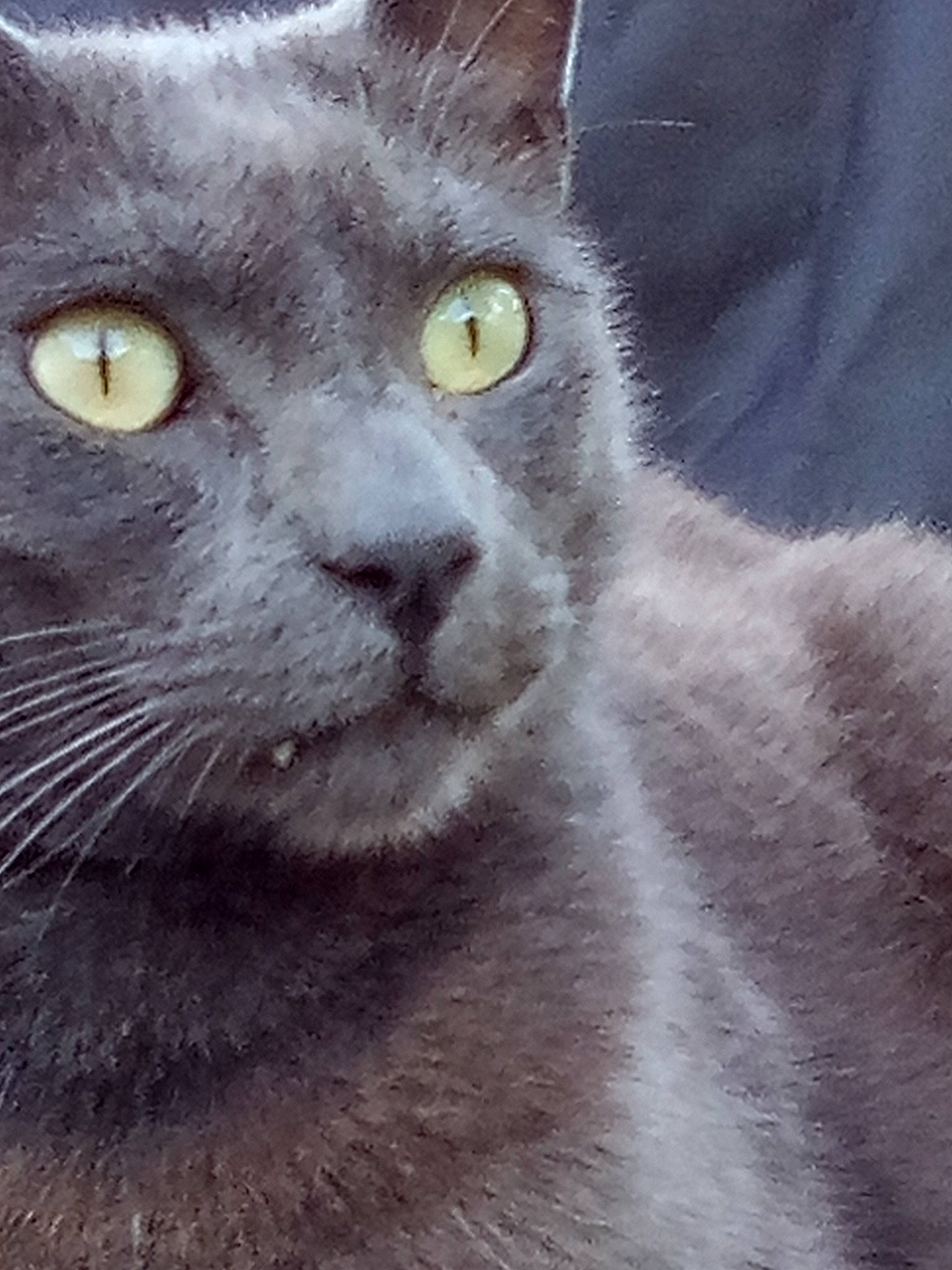 Blue joined the competition — help win amazing prizes! carnivore, cat, domestic_short_haired_cat, felidae, fur, grey, iris, russian_blue, small_to_medium_sized_cats, snout, terrestrial_animal, whiskers