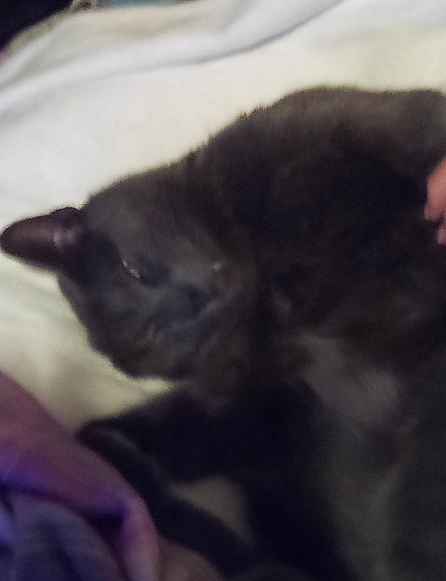 Blue is registered to the contest to win money with this photo: black_cat, canidae, carnivore, cat, cloud, comfort, dog_breed, domestic_short_haired_cat, ear, felidae, fur, grey, nap, paw, sky, small_to_medium_sized_cats, snout, sporting_group, tail, whiskers