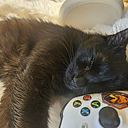 Navi joined the competition — help win amazing prizes! animal, black_cat, buttons, close_up, comfort, cozy, cute, fur, game_controller, home, indoors, leisure, pet, relaxation, resting, sleeping, soft, sticker, technology, toy