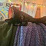 animal, black_cat, blanket, cat, closeup, couch, cozy, curtains, decor, furniture, home, indoor, pet, relaxing, room, soft_lighting, string_lights, texture, wall_art, yellow_eyes