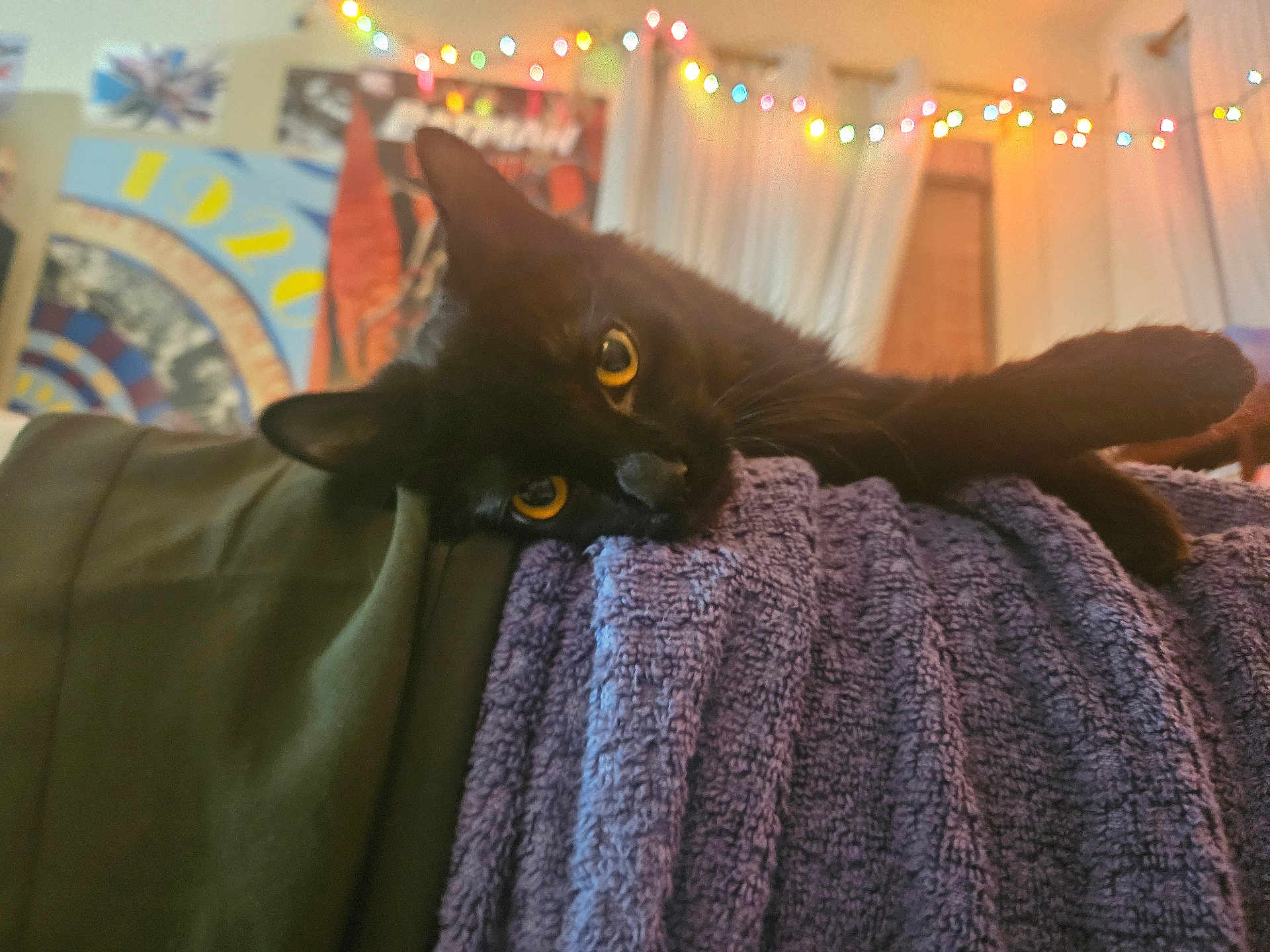 Navi