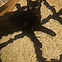 Navi is registered to the contest to win money with this photo: animal, black_cat, cat, close_up, cozy, domestic_cat, floor, fur, furniture, home, indoor, lying_down, patterned_rug, pet, red_collar, relaxed, rug, whiskers, wooden_floor, yellow_eyes