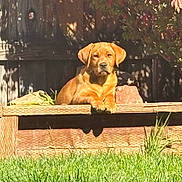 Riley joined the competition — help win amazing prizes! animal, bench, daylight, dog, fence, garden, golden_retriever, grass, leaf, nature, outdoor, pet, plant, puppy, relaxed, shadow, summer, sunlight, wood, young_dog