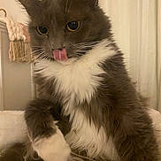 Kenna joined the competition — help win amazing prizes! animal, cat, close_up, cozy, cute, cute_pet, domestic_cat, feline, fluffy, fur, gray_cat, indoor, mammal, pet, playful, portrait, sitting, tongue_out, whiskers, white_fur