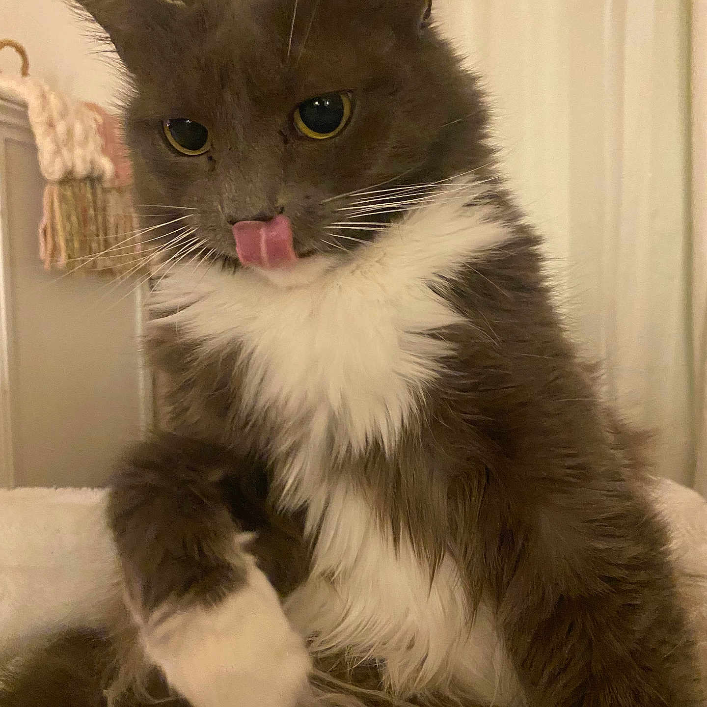 Kenna joined the competition — help win amazing prizes! animal, cat, close_up, cozy, cute, cute_pet, domestic_cat, feline, fluffy, fur, gray_cat, indoor, mammal, pet, playful, portrait, sitting, tongue_out, whiskers, white_fur