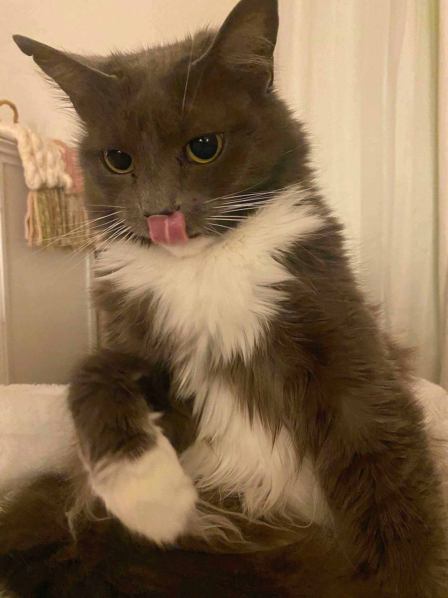 Kenna joined the competition — help win amazing prizes! animal, cat, close_up, cozy, cute, cute_pet, domestic_cat, feline, fluffy, fur, gray_cat, indoor, mammal, pet, playful, portrait, sitting, tongue_out, whiskers, white_fur