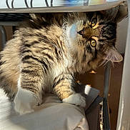 Jackie joined the competition — help win amazing prizes! cat, tabby, fluffy, yellow_eyes, pet, indoor, blanket, white_fabric, metal_frame, sunlight, rainbow_reflection, fur, paw, resting, cozy, closeup, animal, cute, relaxed, domestic_cat