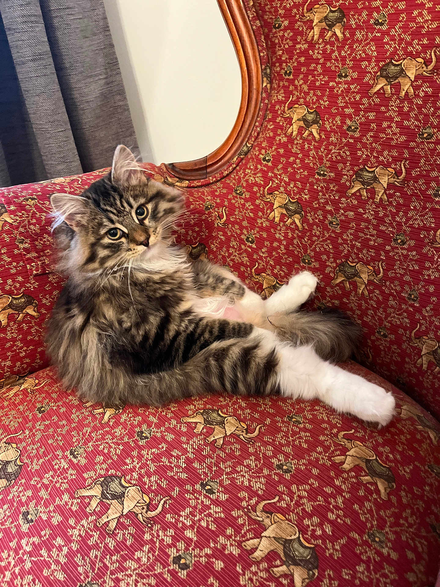 Jackie is registered to the contest to win money with this photo: cat, tabby, fluffy, feline, pet, couch, red_couch, elephant_pattern, patterned_fabric, indoor, relaxed, sitting, furniture, curtain, wooden_frame, fur, whiskers, cute, animal, domestic_animal