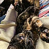 Pumpkin is registered to the contest to win money with this photo: cat, tortoiseshell_cat, pet, feline, lying_down, upside_down, relaxed, playful, paws, whiskers, fur, green_eyes, indoor, blanket, couch, cozy, close_up, portrait, animal, photography