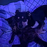 Pumpkin joined the competition — help win amazing prizes! dog, puppy, small_dog, black_and_tan, fur, bed, bedding, blanket, pillow, sleeping, lying_down, cuddling, indoor, bedroom, blue_lighting, nighttime, pet, animal, snuggle, portrait