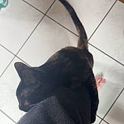 Pumpkin joined the competition — help win amazing prizes! cat, black_cat, pet, feline, sitting, lap, tail, whiskers, ears, fur, indoor, tiled_floor, wooden_floor, furniture, water_bottle, human, clothing, candid, companion_animal, home