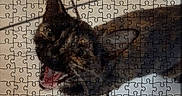 Pumpkin joined the competition — help win amazing prizes! cat, feline, pet, animal, fur, fluffy, tabby, meowing, open_mouth, portrait, jigsaw_puzzle, puzzle_pieces, indoor, website, shopping, product_page, phone_screenshot, storefront, orange_banner, photography