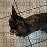 cat, feline, pet, animal, fur, fluffy, tabby, meowing, open_mouth, portrait, jigsaw_puzzle, puzzle_pieces, indoor, website, shopping, product_page, phone_screenshot, storefront, orange_banner, photography