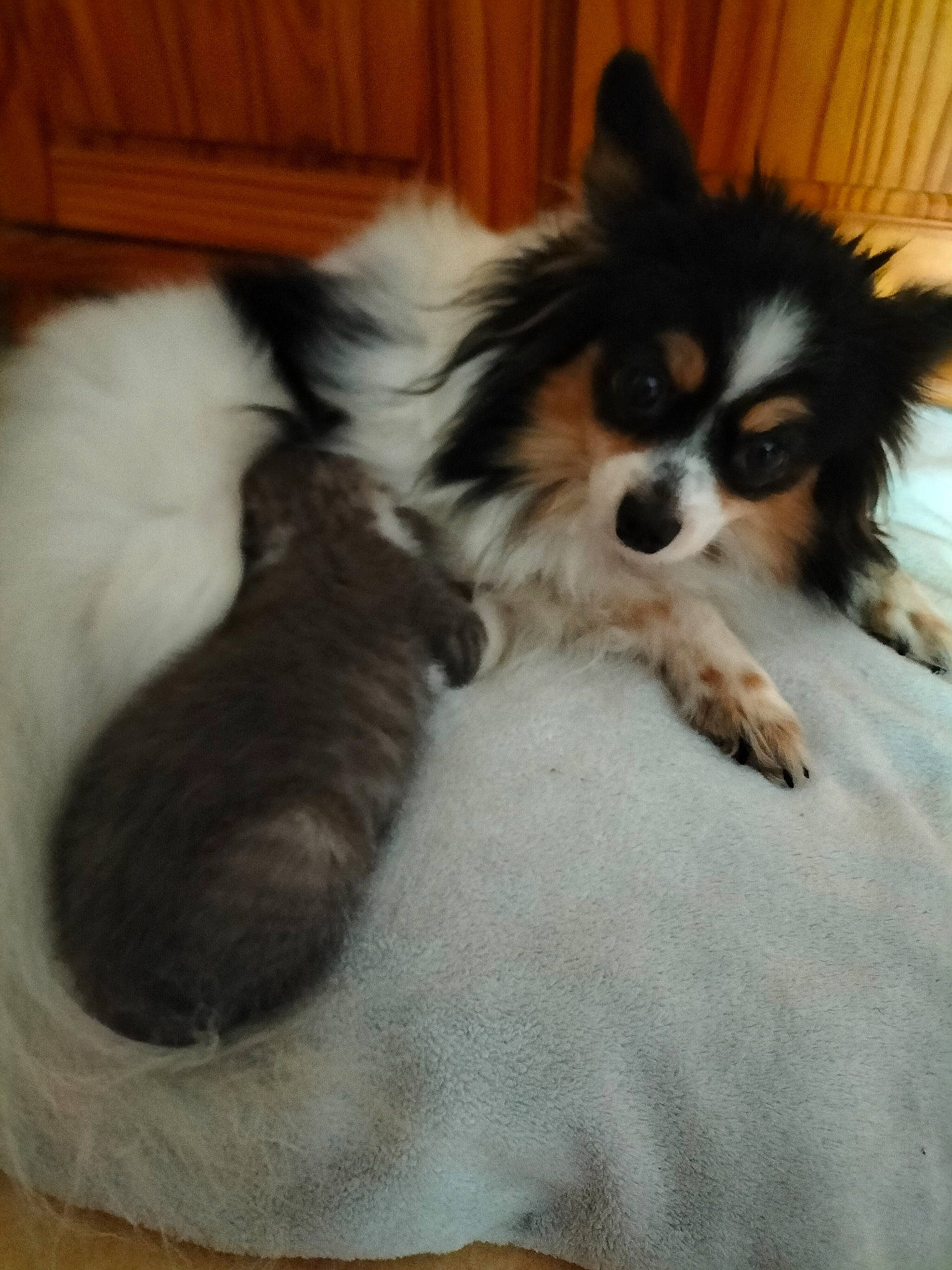 Lilou a rejoint le concours — aidez-le/la à gagner de superbes lots ! canidae, carnivore, comfort, companion_dog, dog, dog_breed, dog_supply, fawn, fur, hardwood, papillon, paw, snout, sporting_group, tail, terrestrial_animal, toy_dog, whiskers, working_animal, working_dog