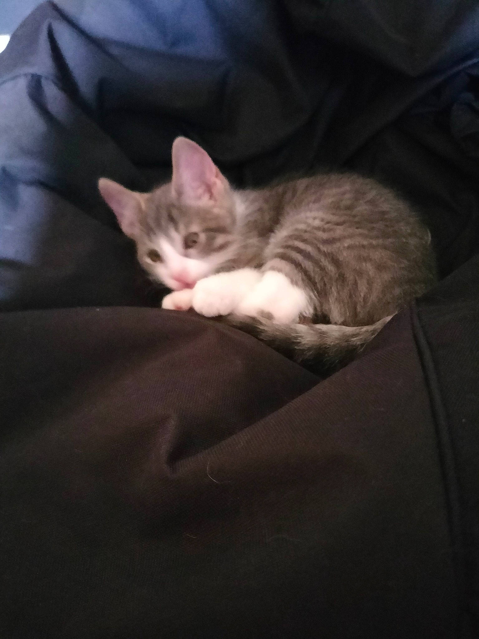 Lilou participe au concours pour gagner de l'argent avec cette photo : carnivore, cat, comfort, domestic_short_haired_cat, ear, eye, fawn, felidae, fur, grey, head, human_body, iris, linens, paw, small_to_medium_sized_cats, snout, tail, whiskers, wood