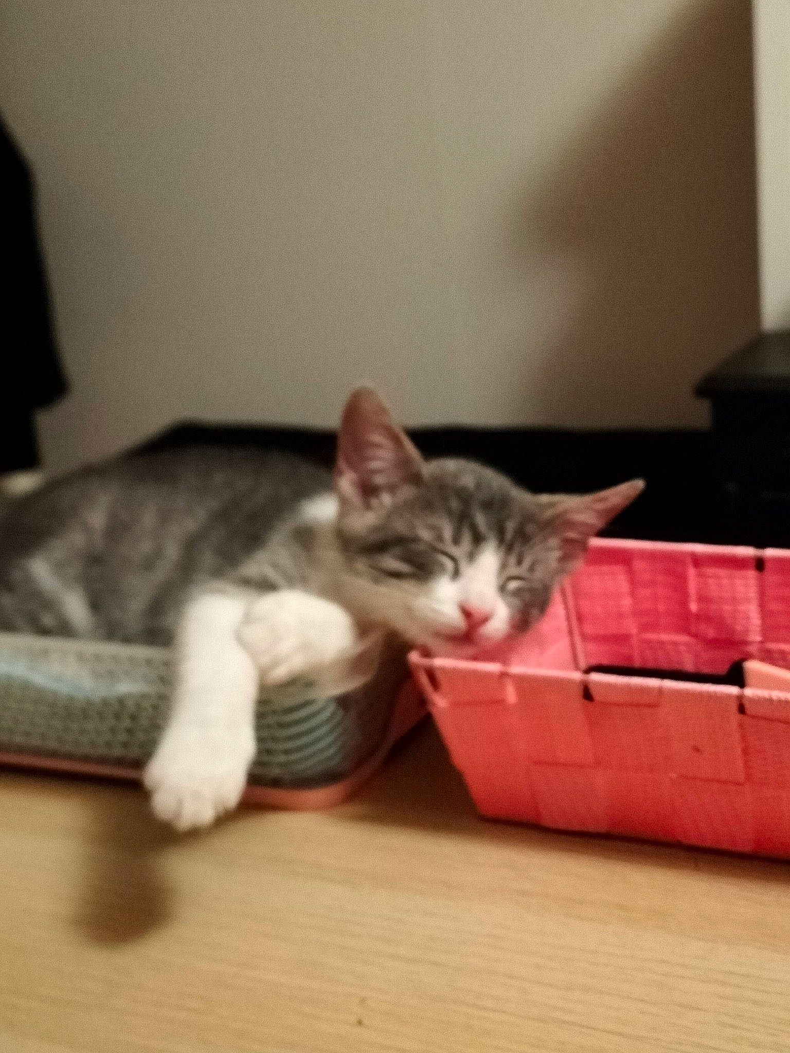 Lilou a rejoint le concours — aidez-le/la à gagner de superbes lots ! box, cardboard, carnivore, carton, cat, comfort, domestic_short_haired_cat, felidae, flooring, fur, grey, hardwood, nap, paw, room, shipping_box, small_to_medium_sized_cats, tail, whiskers, wood