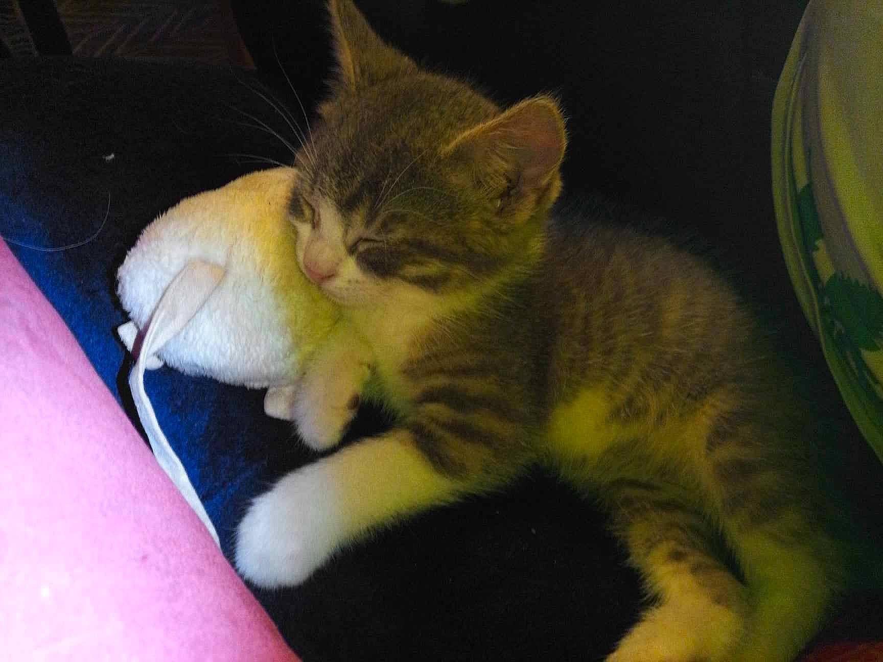 Lilou a rejoint le concours — aidez-le/la à gagner de superbes lots ! carnivore, cat, claw, comfort, domestic_short_haired_cat, ear, fawn, felidae, foot, fur, nap, paw, small_to_medium_sized_cats, snout, tail, terrestrial_animal, whiskers