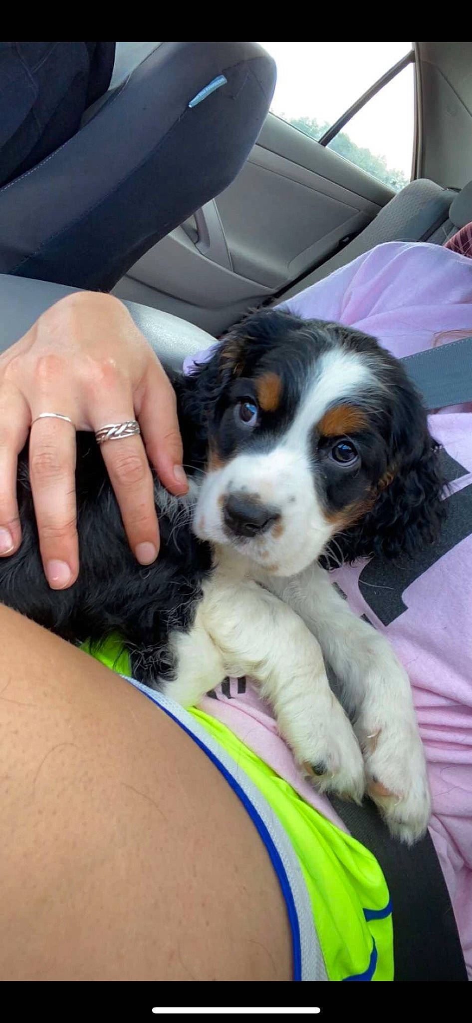 Bailey is registered to the contest to win money with this photo: canidae, carnivore, chair, companion_dog, dog, dog_breed, fur, nail, puppy, snout, sporting_group, working_dog, wrist