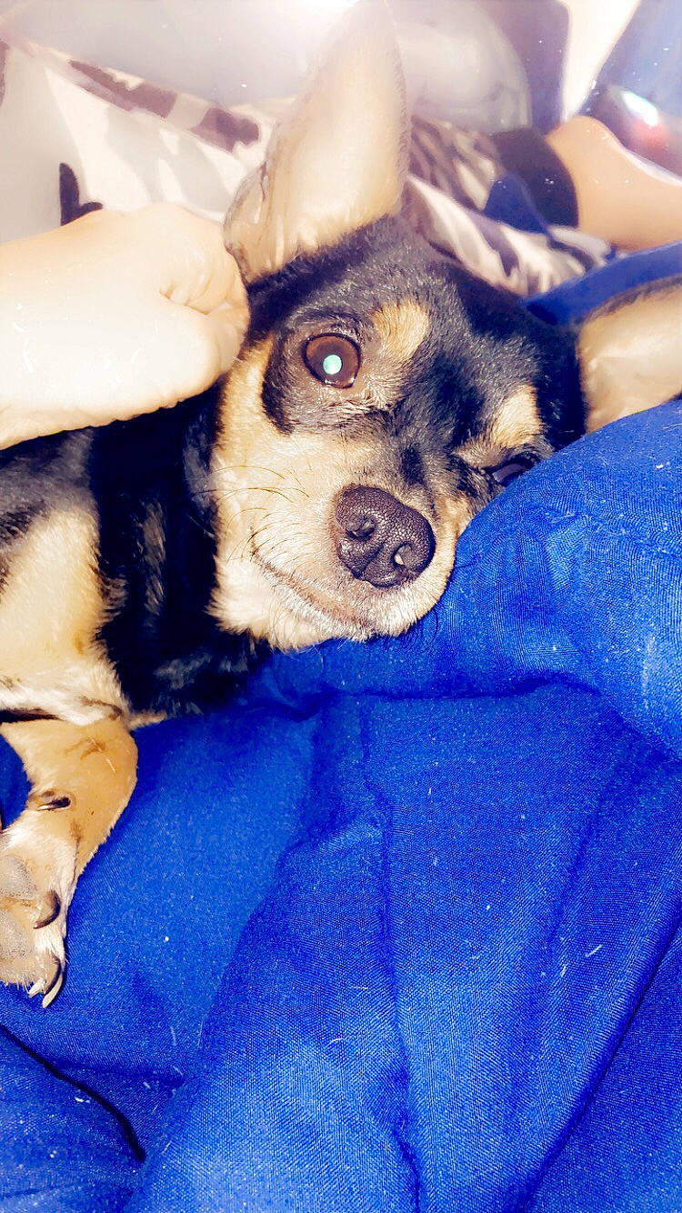 Roo joined the competition — help win amazing prizes! carnivore, comfort, companion_dog, dog, dog_breed, electric_blue, fawn, fur, gesture, guard_dog, nail, non_sporting_group, paw, puppy_love, sporting_group, toy_dog, whiskers, working_animal, working_dog