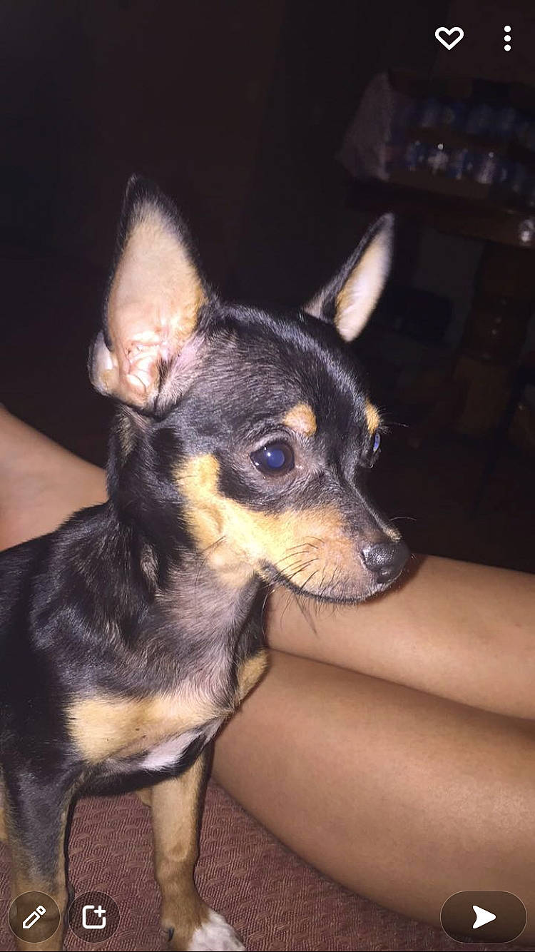 Roo is registered to the contest to win money with this photo: canidae, carnivore, companion_dog, dog, dog_breed, ear, fawn, fur, paw, snout, sporting_group, terrestrial_animal, toy_dog, whiskers, working_animal, working_dog