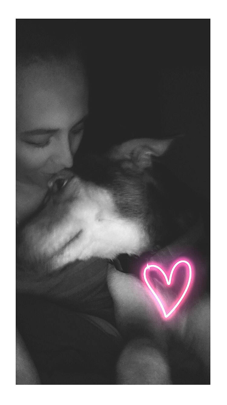 Bingo is registered to the contest to win money with this photo: beard, carnivore, comfort, companion_dog, darkness, dog_breed, felidae, flash_photography, font, fur, gesture, happy, hug, moustache, neck, petal, romance, small_to_medium_sized_cats, snout, whiskers