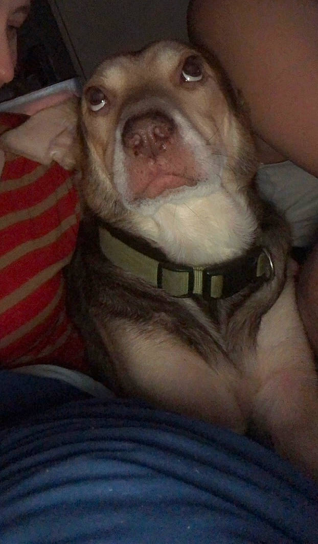 Bingo joined the competition — help win amazing prizes! canidae, carnivore, comfort, companion_dog, dog, dog_breed, dog_clothes, ear, fang, fawn, fur, liver, seat_belt, selfie, snout, sporting_group, toy_dog, whiskers, working_animal, wrinkle