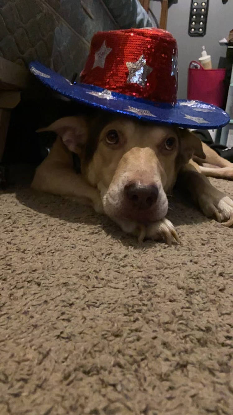Bingo is registered to the contest to win money with this photo: canidae, cap, carnivore, chair, companion_dog, costume_hat, cowboy_hat, dog, dog_breed, fashion_accessory, fawn, fedora, hat, personal_protective_equipment, sand, snout, sporting_group, sun_hat, wood, working_animal