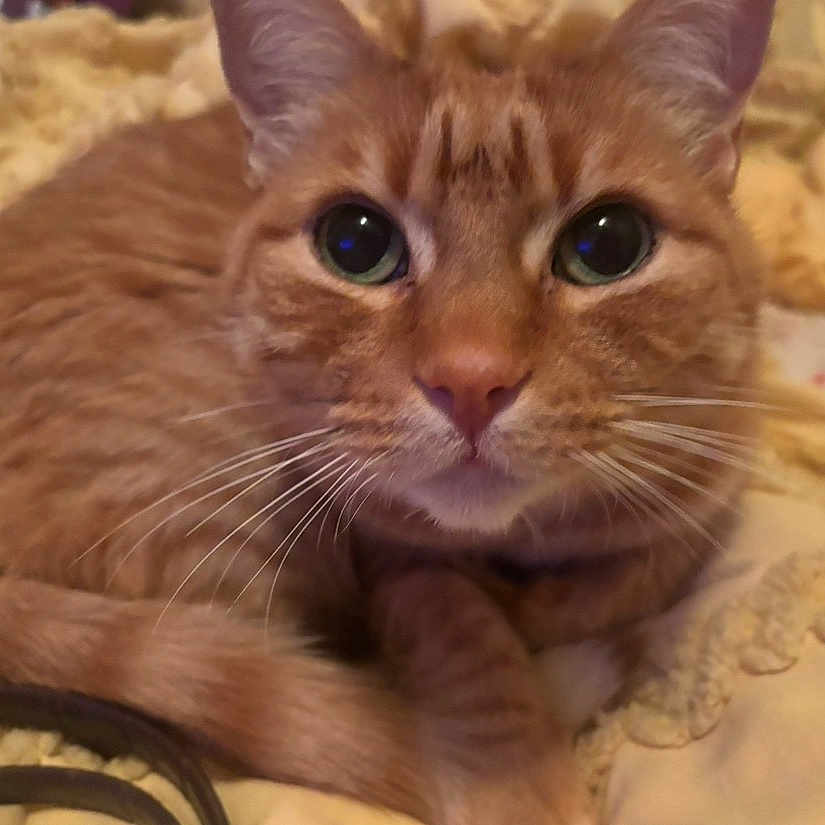 Dmango joined the competition — help win amazing prizes! animal, blanket, cat, close_up, comfort, curled_up, cute, domestic_cat, eyes, face, feline, fur, indoor, mammal, orange_tabby, pet, portrait, resting, soft, whiskers