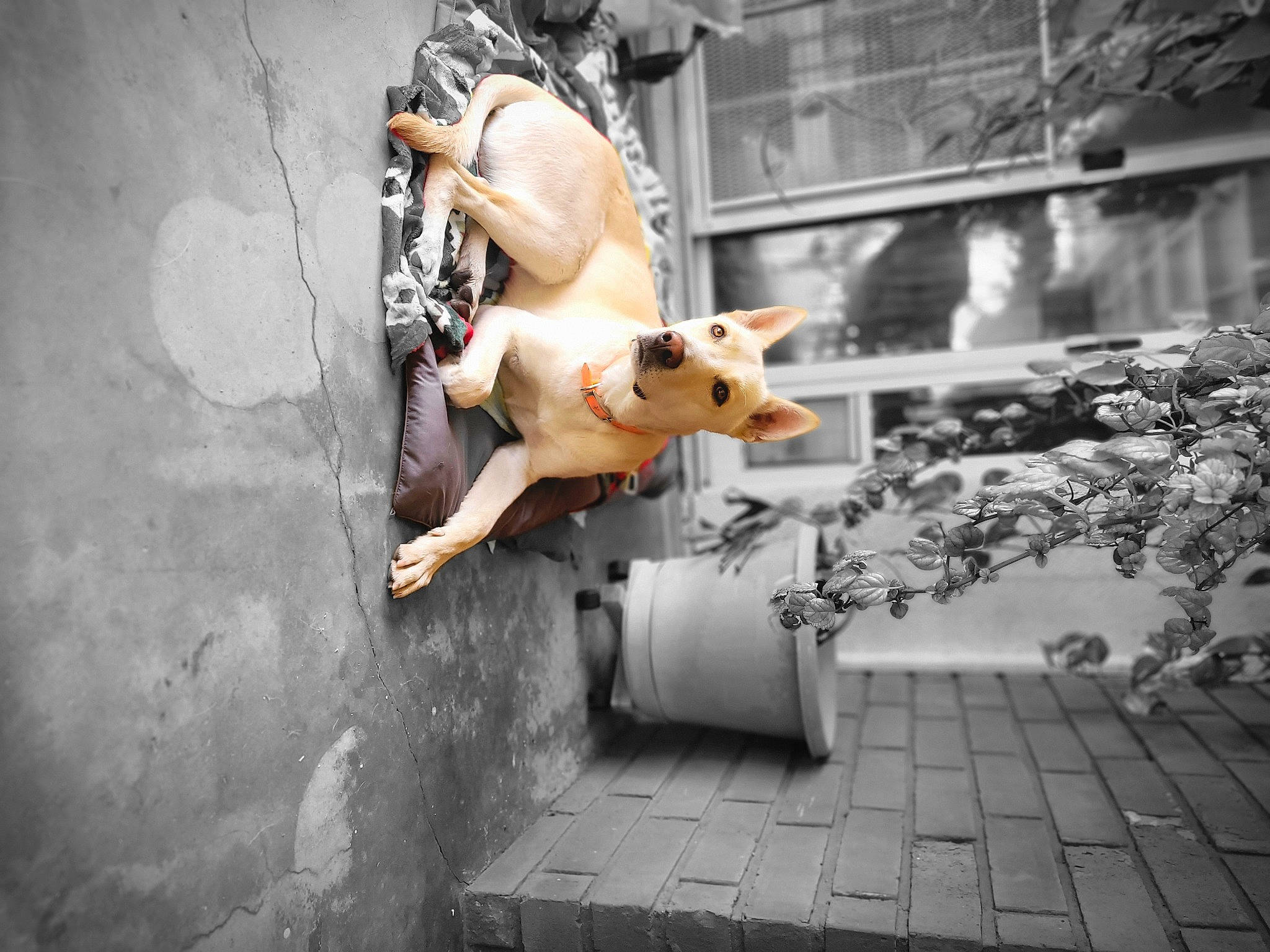Lightning is registered to the contest to win money with this photo: canidae, carnivore, city, companion_dog, fawn, felidae, flash_photography, human_leg, metal, monochrome, monochrome_photography, plant, road, sidewalk, small_to_medium_sized_cats, snout, street, street_fashion, toy, window