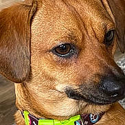 Lil Sprout joined the competition — help win amazing prizes! dog, brown_dog, collar, pet_tag, indoor, close_up, animal, canine, fur, ears, snout, pet_accessory, floor, furniture, background_blur, looking_away, domestic_animal, companion, cute, portrait