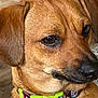 dog, brown_dog, collar, pet_tag, indoor, close_up, animal, canine, fur, ears, snout, pet_accessory, floor, furniture, background_blur, looking_away, domestic_animal, companion, cute, portrait