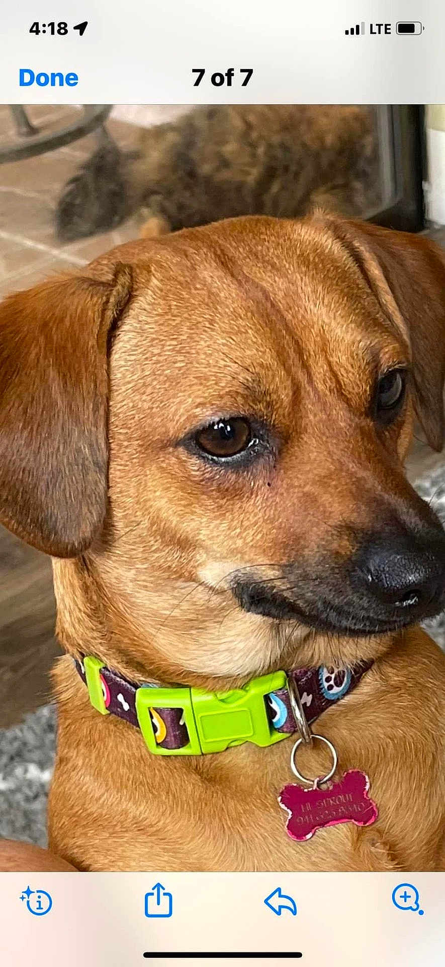 Lil Sprout joined the competition — help win amazing prizes! dog, brown_dog, collar, pet_tag, indoor, close_up, animal, canine, fur, ears, snout, pet_accessory, floor, furniture, background_blur, looking_away, domestic_animal, companion, cute, portrait