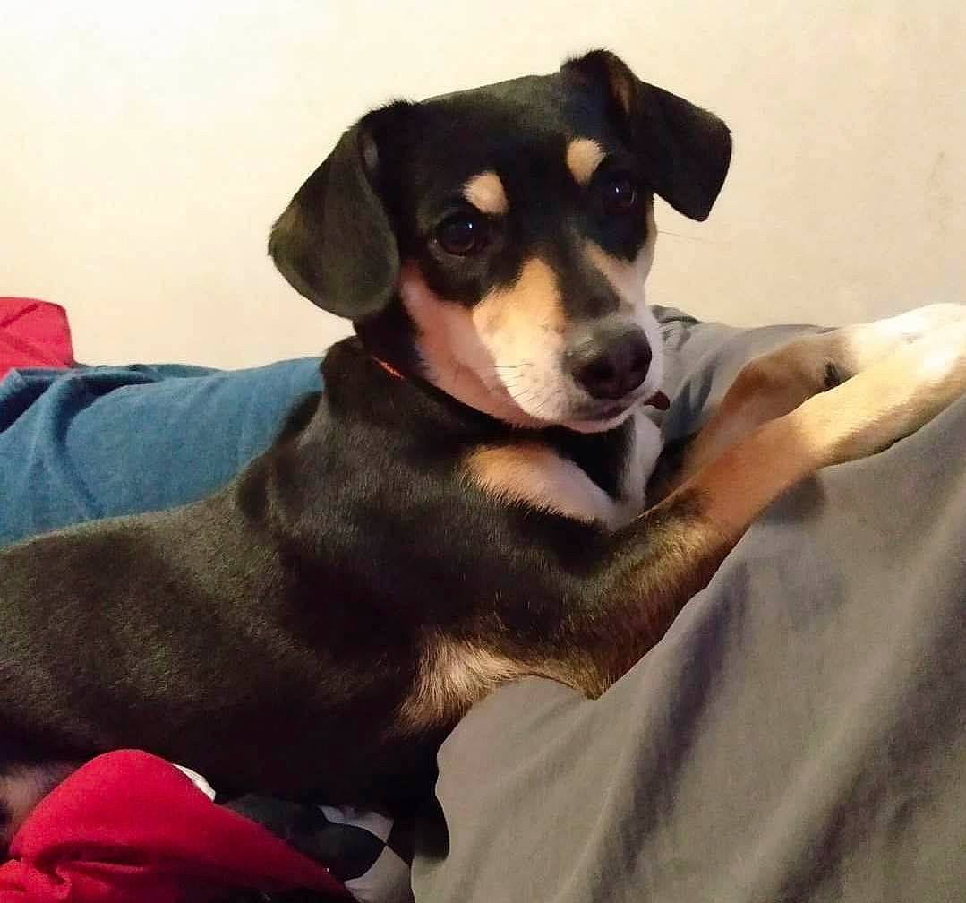 Lilly Ann is registered to the contest to win money with this photo: canidae, carnivore, collar, comfort, companion_dog, dog, dog_breed, dog_collar, dog_supply, electric_blue, fur, guard_dog, hunting_dog, paw, pet_supply, snout, sporting_group, whiskers, working_animal, working_dog