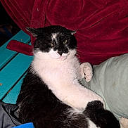 Juan Valdez Pandya is registered to the contest to win money with this photo: cat, black_and_white, feline, pet, resting, cushion, blanket, fabric, indoor, fur, whiskers, paw, relaxed, sleepy, animal, closeup, comfort, teal, red, texture