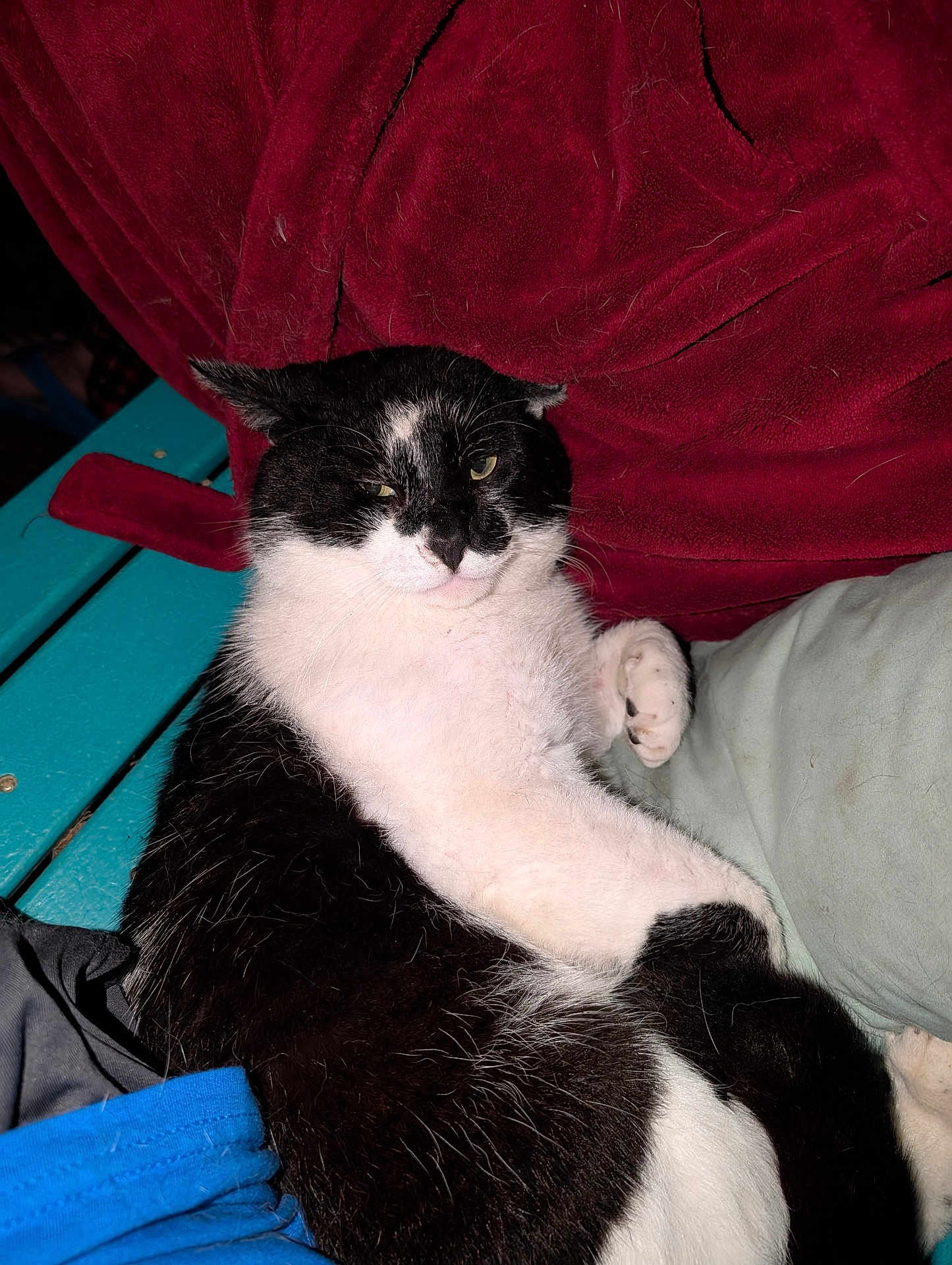 Juan Valdez Pandya is registered to the contest to win money with this photo: cat, black_and_white, feline, pet, resting, cushion, blanket, fabric, indoor, fur, whiskers, paw, relaxed, sleepy, animal, closeup, comfort, teal, red, texture